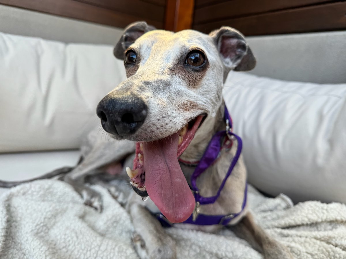 Argos as an older whippet with a grey face, tongue out and grinning, lying on a blanket on a couch in a purple harness.