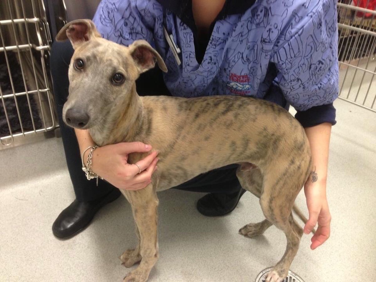 Argos as a young brindle whippet with big ears, held by a shelter worker in blue scrubs in front of the kennels.